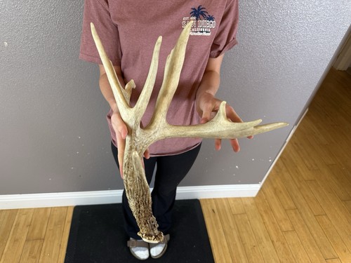 Big whitetail deer antler - big, shed