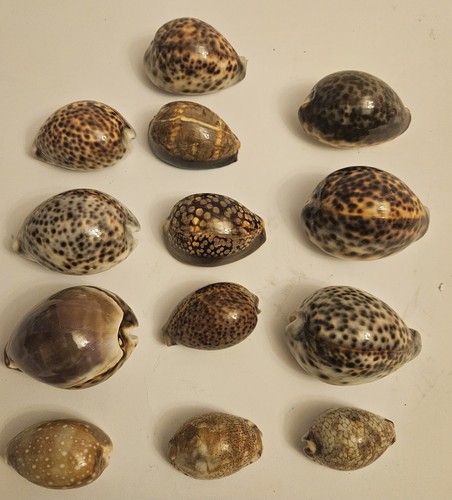 Lot tiger cowrie shell - tiger,
