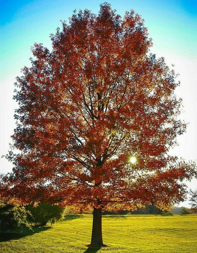 Pin oak trees - 2, live