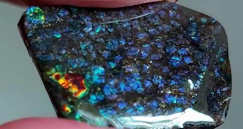 Ammolite ammonite coated - ,