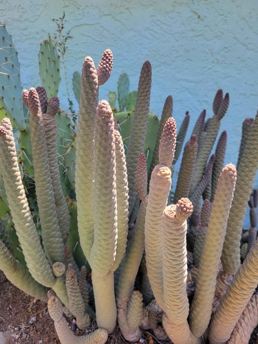 Live pine cone cactus - pine,