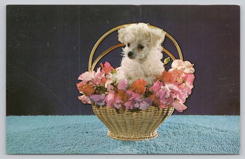 Purebred miniature french - miniature,