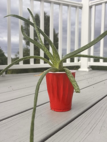 Live aloe succulent plant - succulent, in