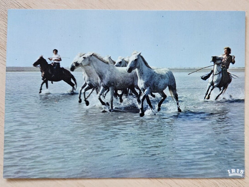 France camargue horses with - france,