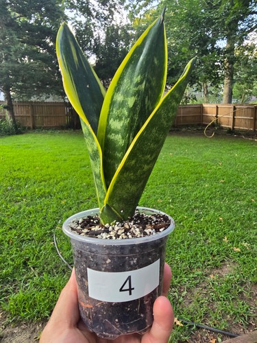 Sansevieria golden flame snake - sansevieria,