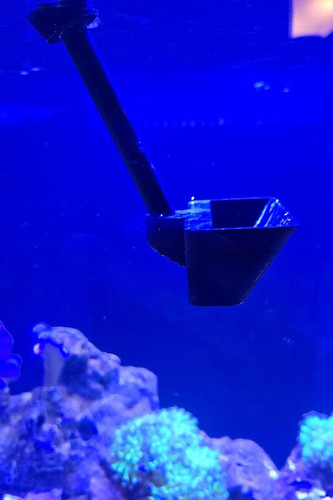 Asterina star fish catcher