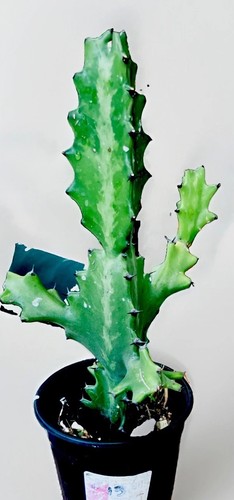 Dragon bones cactus - cactus, in