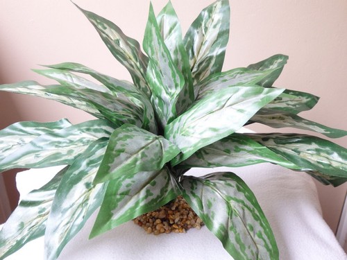 W xl silver king - x,
