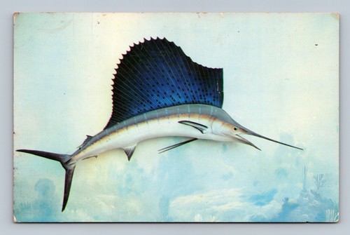 Sailfish game fish postcard - game,