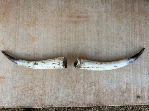 Steer horn 20 inch - &,