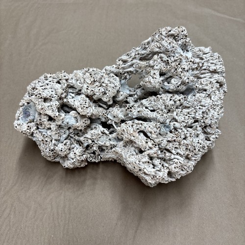 Large vintage fossil - vintage,