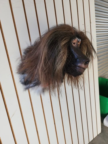 Reproduction baboon shoulder - reproduction,