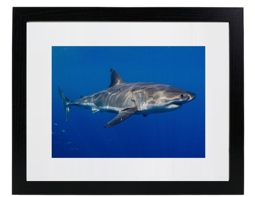 Great white shark week jaws - great,