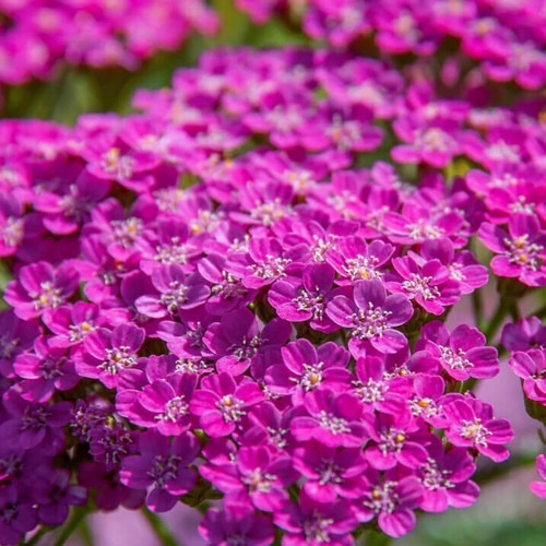 Cerise queen yarrow - seeds, |