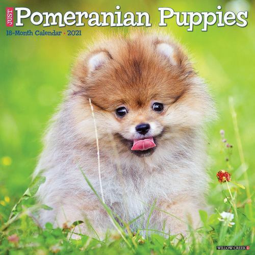 Just pomeranian puppies 2021 - pomeranian,