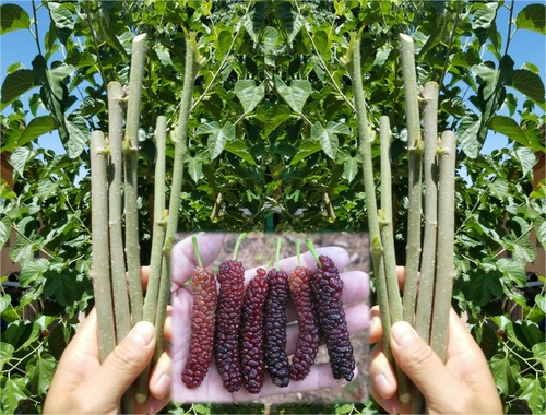 10x pakistan mulberry organic - pakistan,