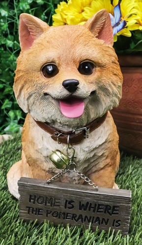 Adorable pet pal pomeranian - adorable,