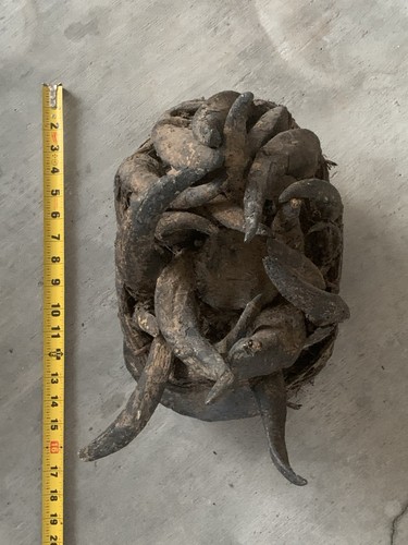 West african horn mask - ,