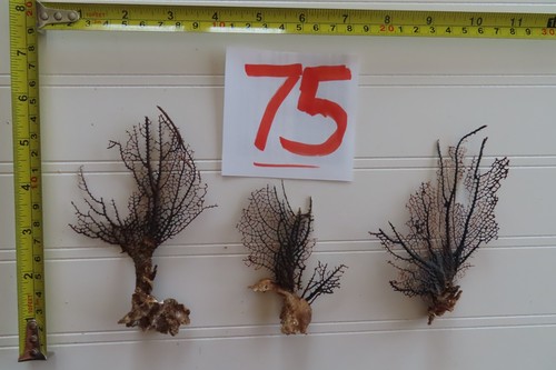 Natural sea fan - sea,