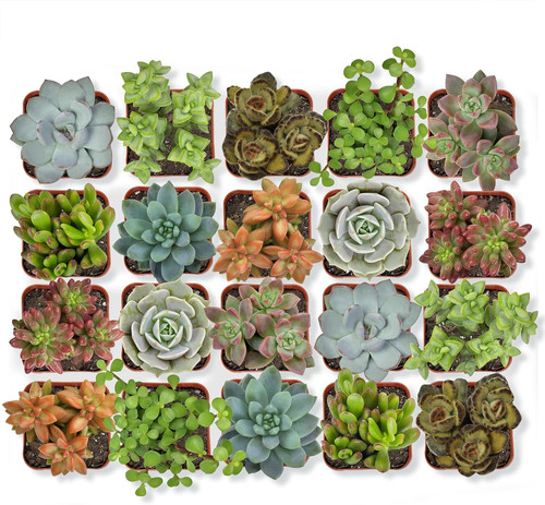 Live succulent plants 20 - succulent,