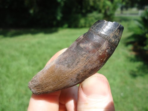 Rare jaguar upper - canine, tooth