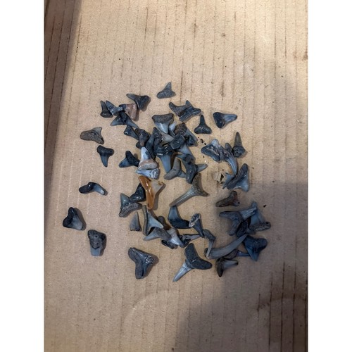 Bulk fossilized shark teeth - bulk,