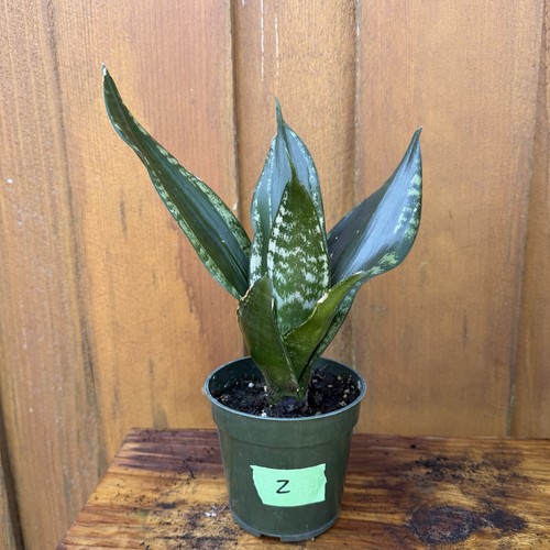 Sansevieria whitney plant - plant, /