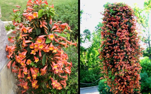 Bignonia tangerine beauty - bignonia, "tangerine