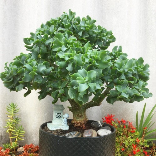 Ripple wavy jade plant - ripple,