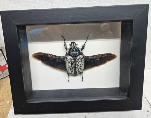 Real framed goliath beetle - framed,