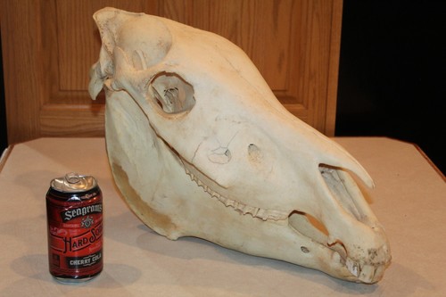 Taxidermy zebra skull teeth - zebra,