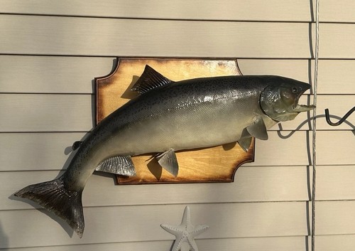 Chinook king salmon - 30”,