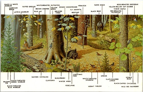 Postcard adirondack museum - postcard,