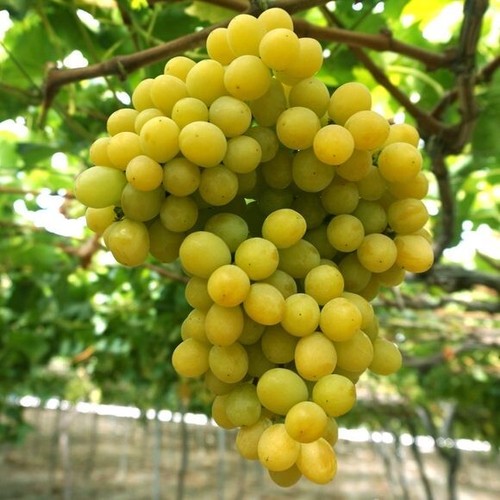 Very sweet flavorful - very, &