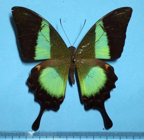 Papilio buddha male - male,, nilgiri