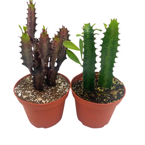 African milk tree assortment - milk,