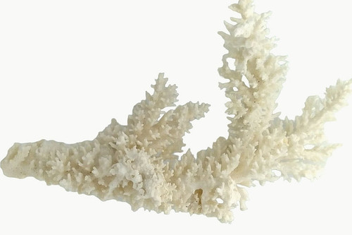 Vintage white branch coral - white,