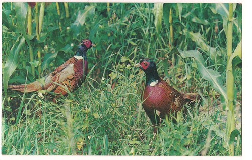 Pair ring necked - of, pheasants