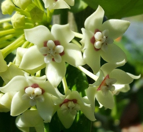 Hoya australis vine wax flower - vine,