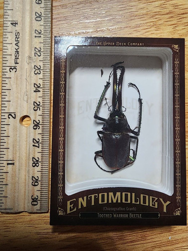 2011 upper deck entomology - ud,