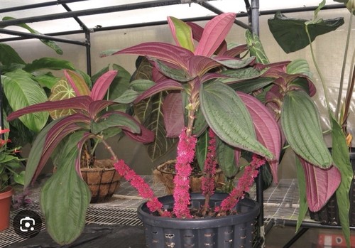 Gregori hambali medinilla - gregori,