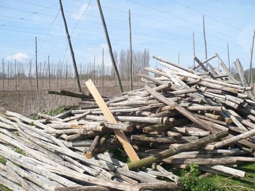 Photo 6x4 hop - 6x4, and