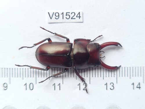 V91524 unmounted insects - unmounted,