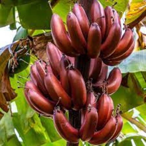 Bordelon musa banana - ,
