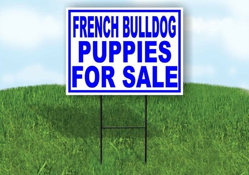 French bulldog puppies for - bulldog,