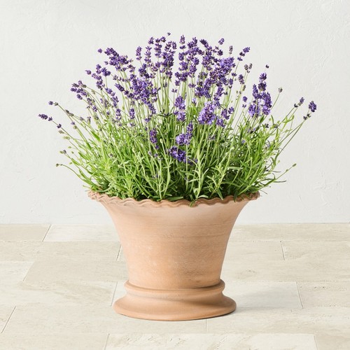 Terracotta scallop planter - terracotta,
