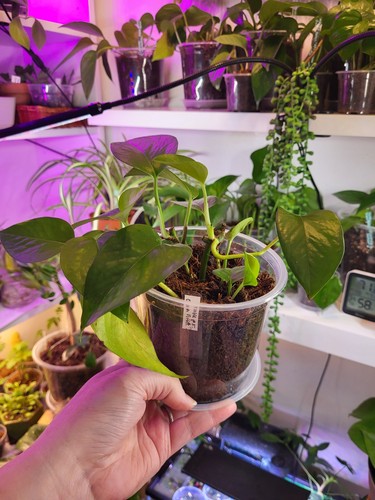 Rooted marble queen pothos - rooted,