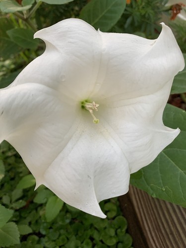 White moon flower - (50, seeds)