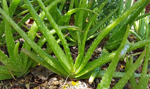 Aloe plants 12 - aloe, plus