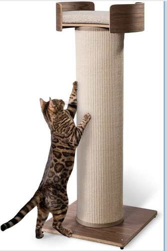 One fast cat giant - giant, scratching